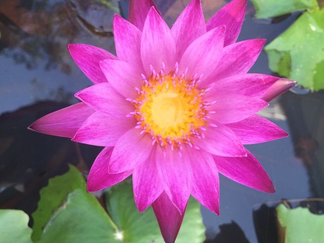 KAENG KHUT KHU