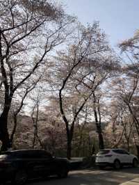 봄에 벚꽃 구경하기 좋은 경희대학교 서울캠퍼스 🏛️🌸💭