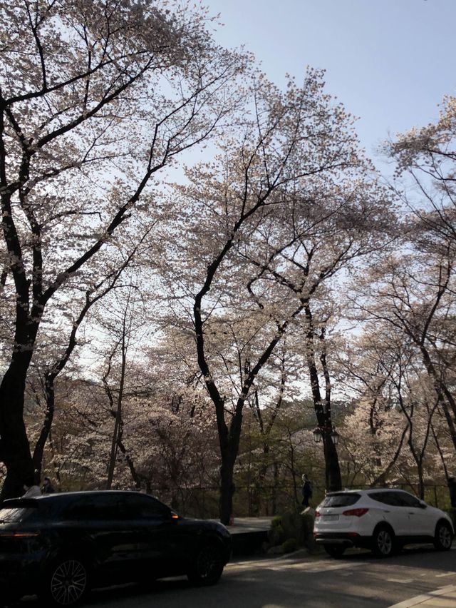 봄에 벚꽃 구경하기 좋은 경희대학교 서울캠퍼스 🏛️🌸💭