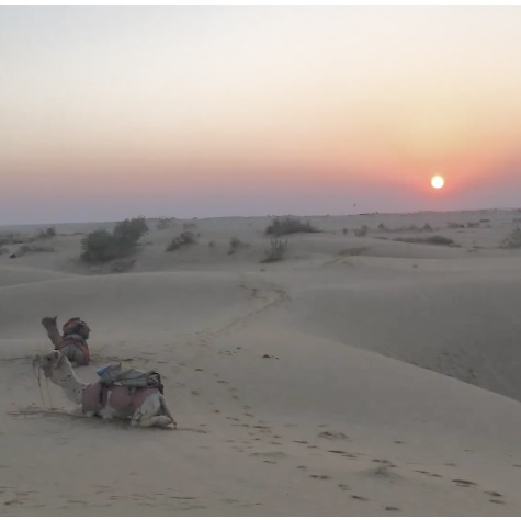 Thar Desert : Sand dunes Jaisalmer 🌴📸