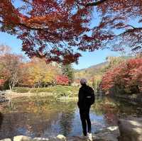 Gyeongju , is a must place to enjoy autumn 🍂
