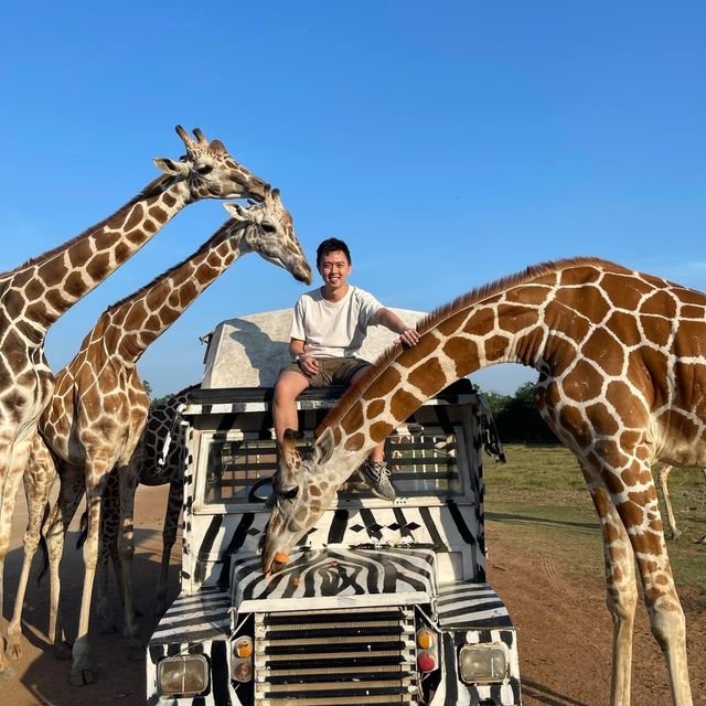 Safari in Thailand! 