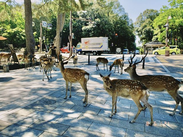 【奈良公園】非日常を味わいませんか？！