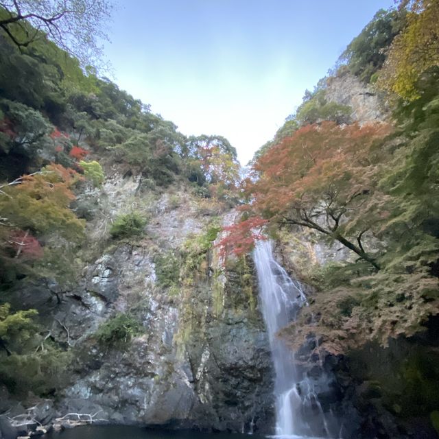 絶景！箕面の森の紅葉🍁