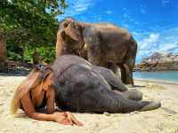 🐘ช้างๆน้อยเคยเห็นทางในทะเลหรือเปล่า 😳