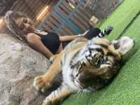 🐯เที่ยวคุ้มเสือ (Tiger Kingdom) เชียงใหม่🐯