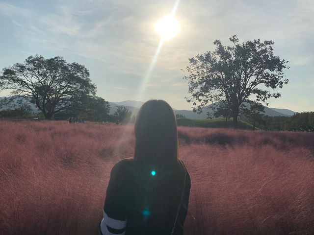 경주 첨성대 핑크뮬리