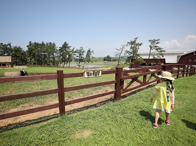 고창 상하목장에 있는 양떼목장 