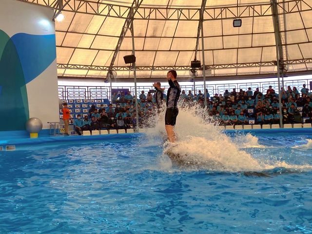 โชว์โลมาสุดน่ารัก💦