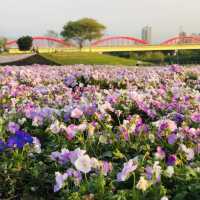 Guting Basketball Courts🚴🏻‍♂️🚴🏻‍♀️古亭河濱公園花海🌸🌼