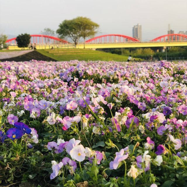 Guting Basketball Courts🚴🏻‍♂️🚴🏻‍♀️古亭河濱公園花海🌸🌼