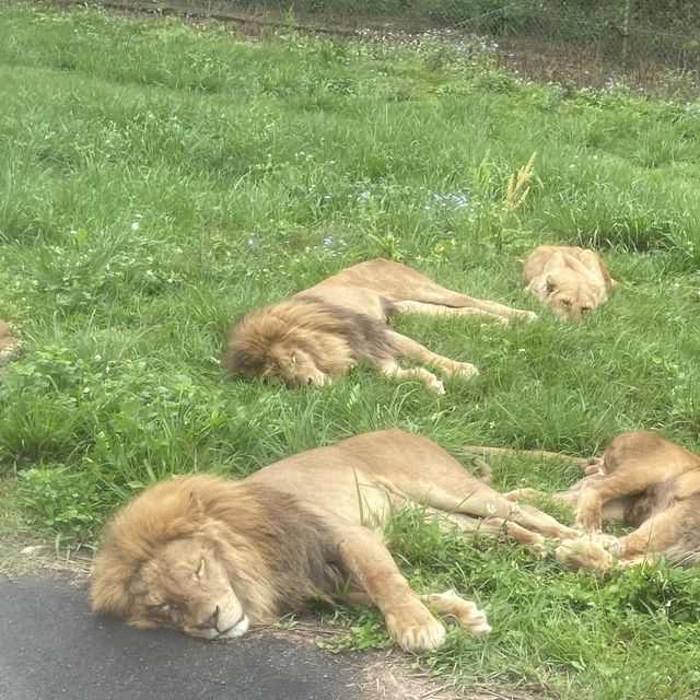 六福村樂園｜刺激的遊樂設施和可愛的野生動物，值得票價