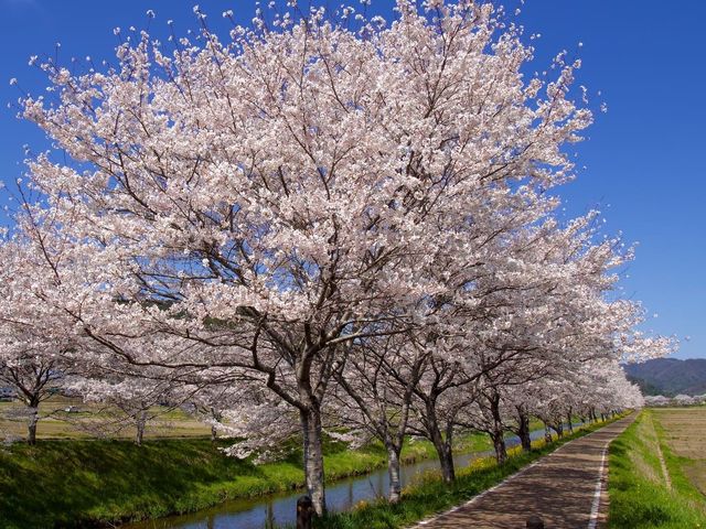 岐阜の桜の隠れスポット
