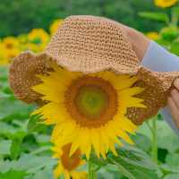 🌻[경주 카페, 바실라]에서 인생사진 찍는 꿀팁 한스푼🍯