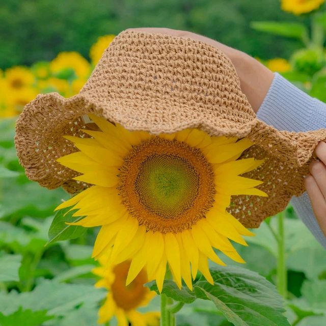 🌻[경주 카페, 바실라]에서 인생사진 찍는 꿀팁 한스푼🍯