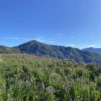 Flower Farm Up North - Atok, Benguet