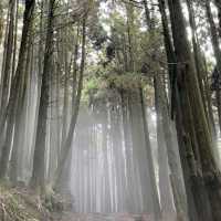 阿里山國家森林公園-美得讓人讚嘆不已