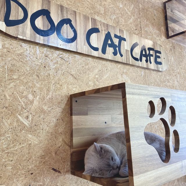 Doo Cat cafe