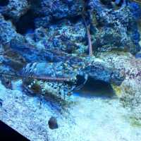 The Jelly Fish and Deep Ocean Marine Life