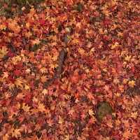 もみじ湖　長野の紅葉スポット