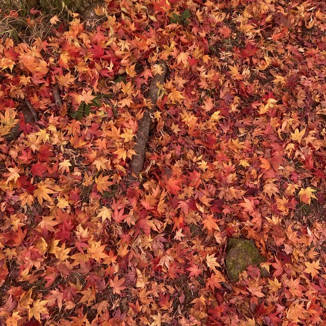 もみじ湖　長野の紅葉スポット
