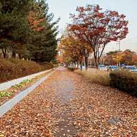 The autumn view of Ilwol park