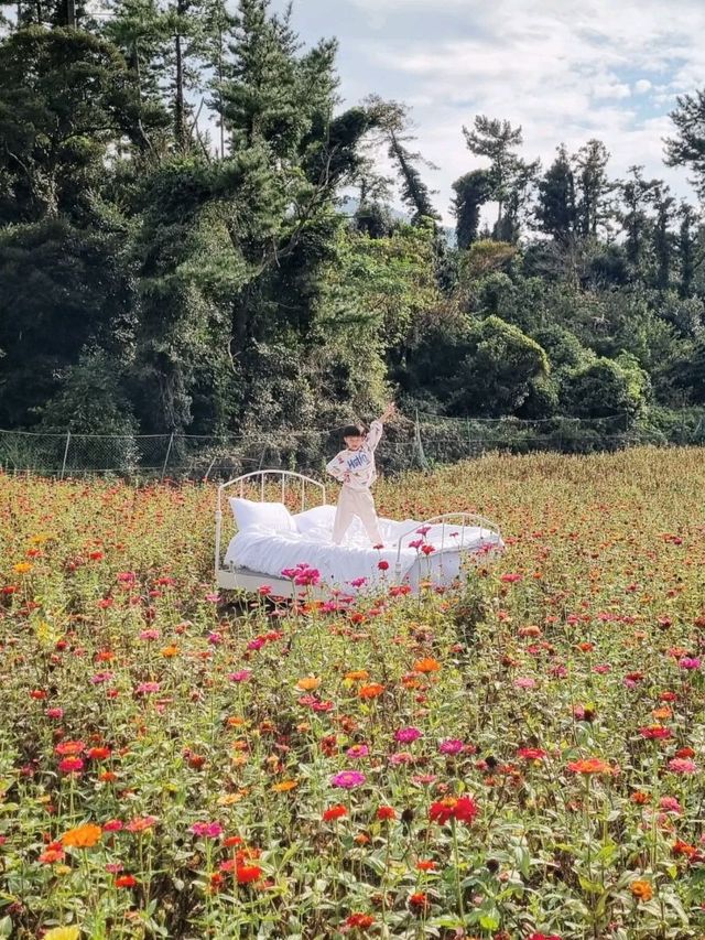 꽃사이 침대, 포토존 가득한 카페 꽃사이 침대, 포토존 가득한 카페