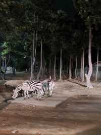 Night safari at Chiangmai