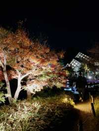 京都親子遊｜朱雀之庭賞夜楓