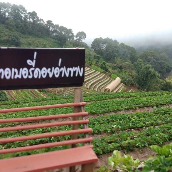 ดอยอ่างขาง