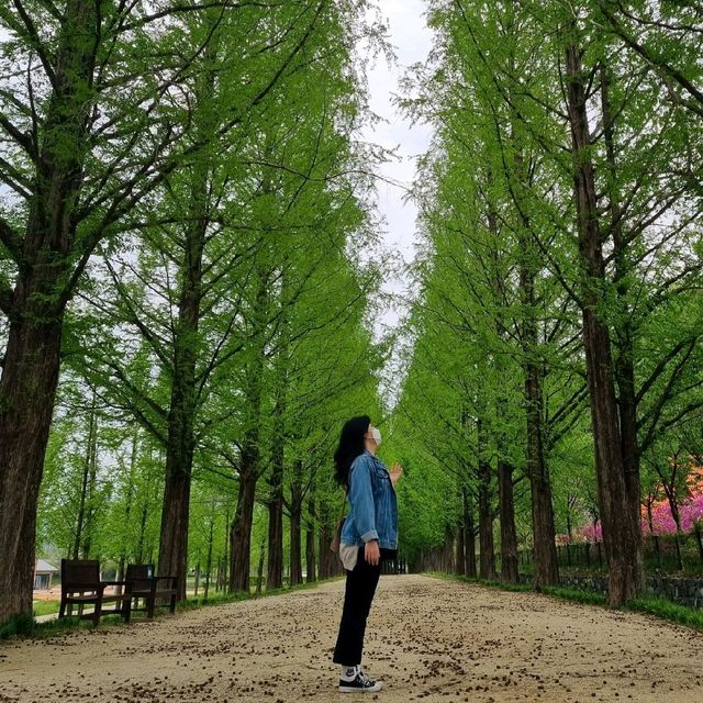 청량함 가득 : 담양 메타세쿼이어 가로수길