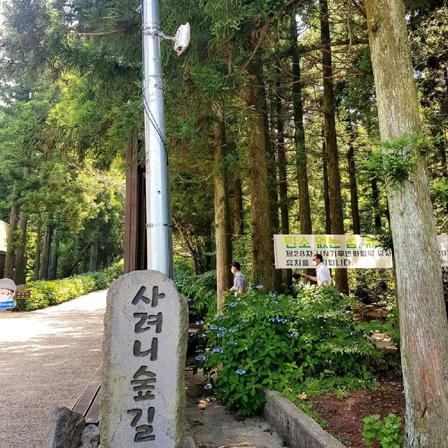 제주도에서 트레킹하기 [사려니숲길]