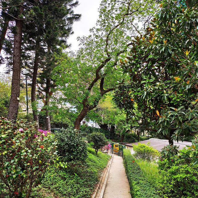 ✨訊號山花園✨｜尖沙咀清幽秘境+特色打卡紅磚訊號塔+涼亭賞花睇180度維港海景
