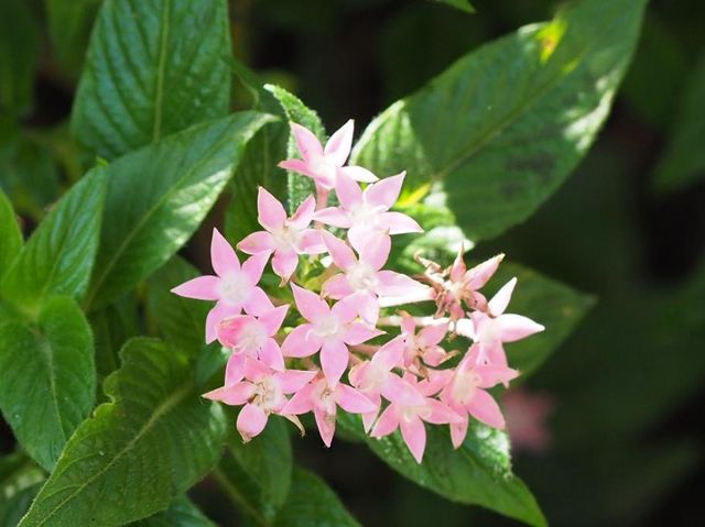 城市內小型森林 ~ 香港公園