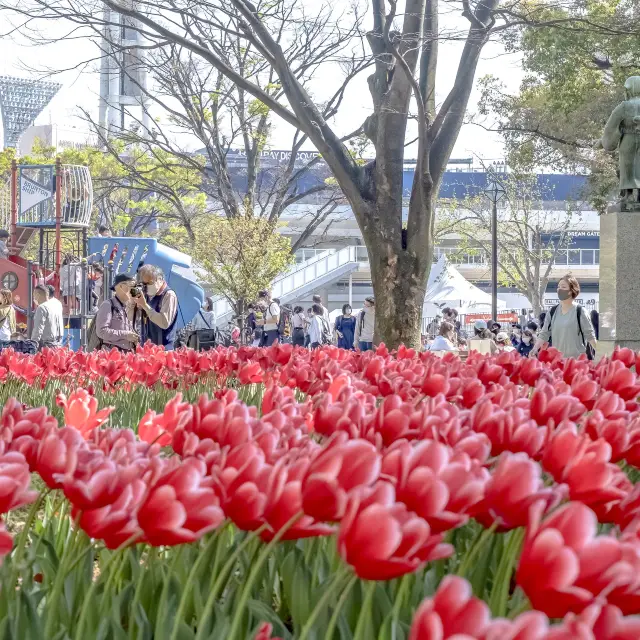 横浜公園、ハマスタ、そしてチューリップ