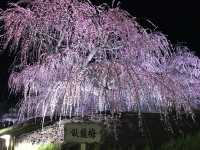 鈴鹿看超美垂枝梅花