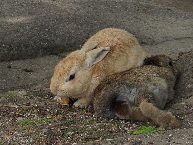 日本廣島｜兔仔島🐰🐰😍😍