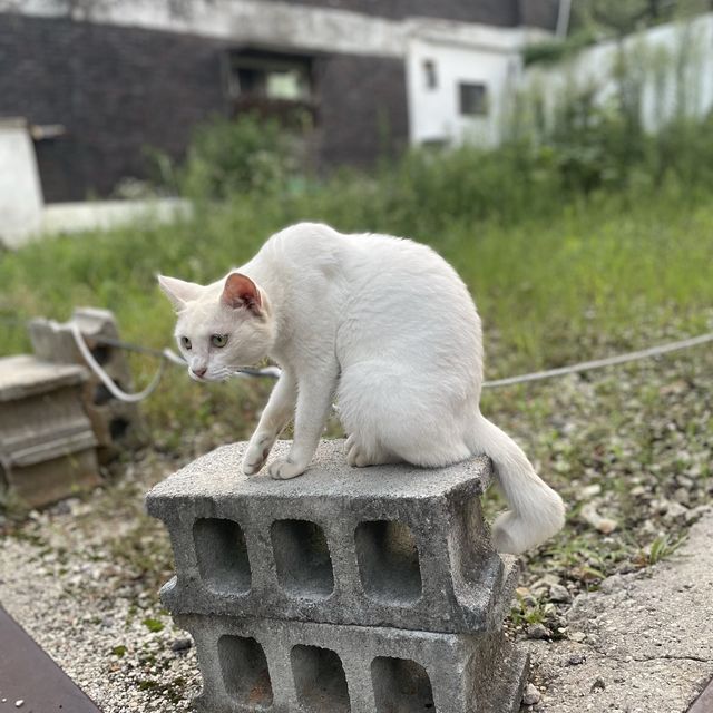과거로의 시간여행 💫군산 근대시간여행길