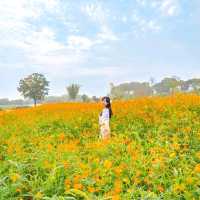 🧡황홀한 주황빛 황화코스모스와 첨성대의 조화 [경주, 첨성대]
