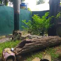 Davao Crocodile Park and Zoo 🐾
