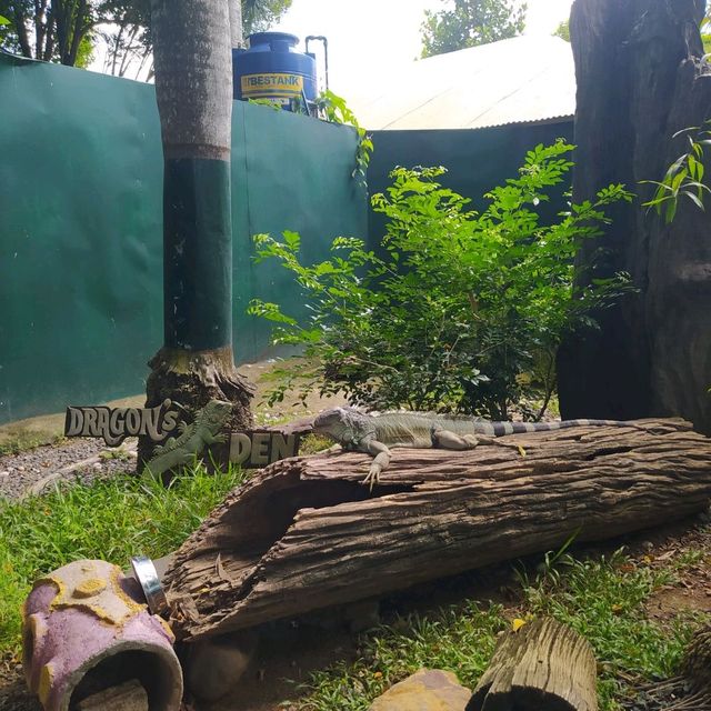 Davao Crocodile Park and Zoo 🐾
