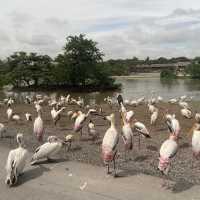 泰國曼谷Safari World 野生動物園世界