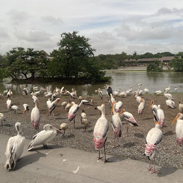 泰國曼谷Safari World 野生動物園世界