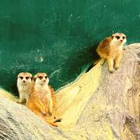⭐🦁สวนสัตว์เขาใหญ่🐢🐊🦓🦒🦜