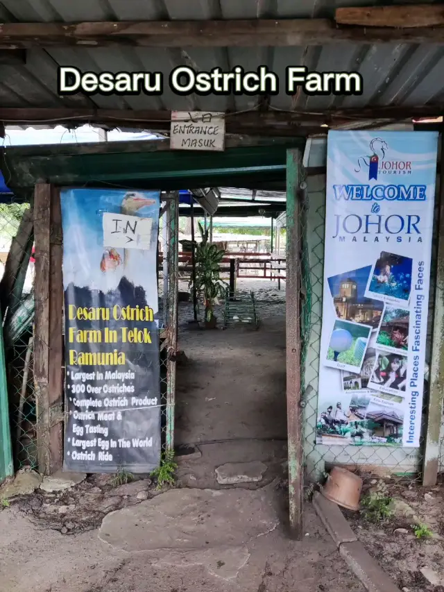 Desaru Ostrich Farm Tour