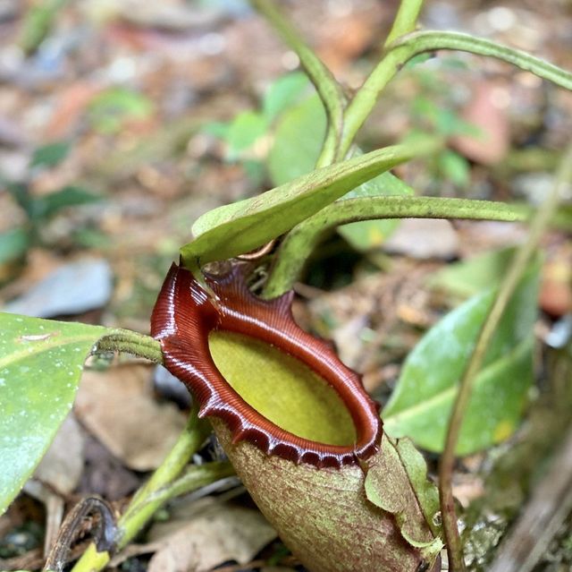 Kinabalu National Park - Borneo, Malaysia 