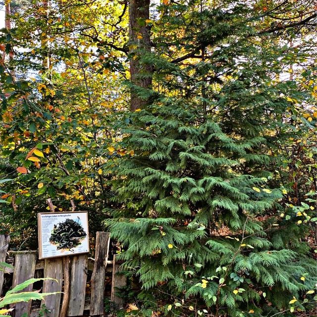 School in the Forest