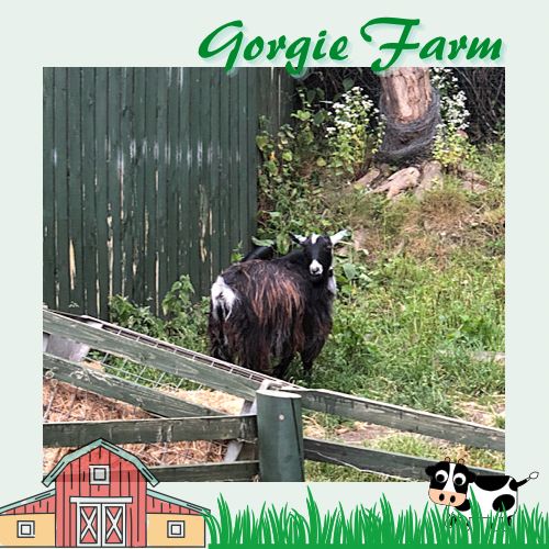 愛丁堡城市中的友好小農場Gorgie Farm