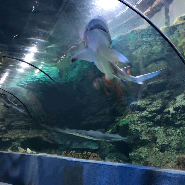 Nanchang ocean park 