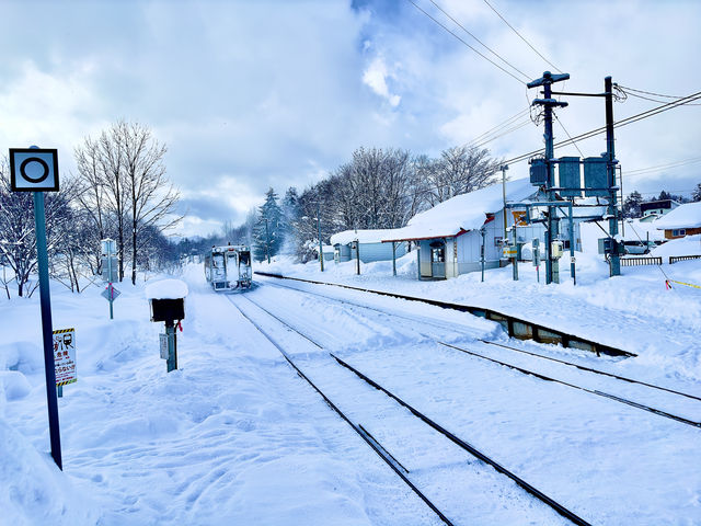 Sapporo to Biei: Guide to capturing the Christmas tree hotspot